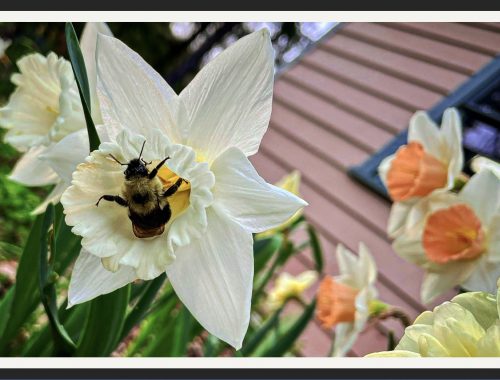 Jen Stanchfield Reflection Postcard